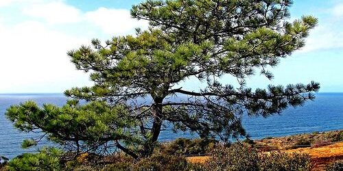 torrey pine